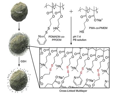 Cytocompatible in situ cross-linking of degradable LbL films based on thiol–exchange reaction