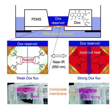 Externally controlled drug release using a gold nanorod contained composite membrane