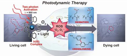 Endoplasmic Reticulum-Localized Iridium(III) Complexes as Efficient Photodynamic Therapy Agents via Protein Modifications