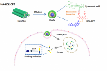 The HA-incorporated nanostructure of a peptide–drug amphiphile for targeted anticancer drug delivery