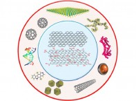 Non-Covalent Functionalization of Graphene and Graphene Oxide for Energy Materials, Biosensing, Catalytic, and Biomedical Applications