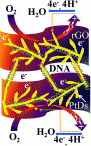 Interconnected Pt-nanodendrite/DNA/reduced-graphene-oxide hybrid showing remarkable oxygen reduction activity and stability