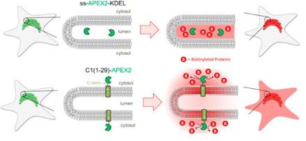 APEX Fingerprinting Reveals the Subcellular Localization of Proteins of Interest