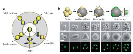 Towards design rules of directional Janus colloid assembly