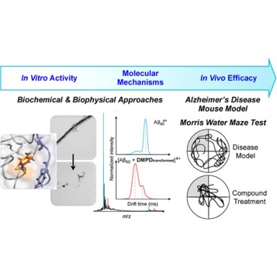 A Redox-Active, Compact Molecule for Cross-Linking AmyloidogenicPeptides into Nontoxic, Off-Pathway Aggregates: In Vitro and In VivoEfficacy and Molecular Mechanisms