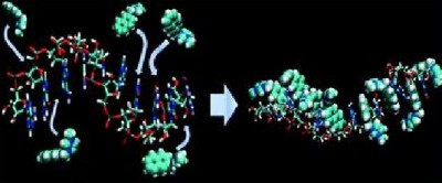 Violation of DNA Neighbor Exclusion Principle in RNA Recognition