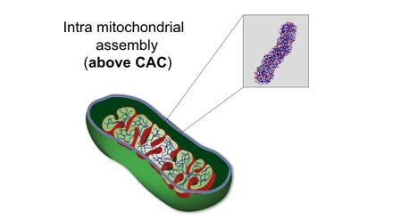 Mitochondria localization induced self-assembly of peptide amphiphiles for cellular dysfunction