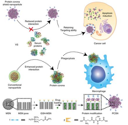 Cloaking nanoparticles with protein corona shield for targeted drug delivery