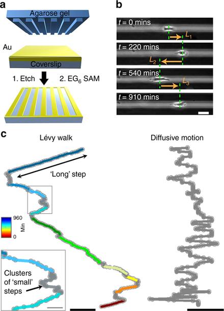 Lévy-like movement patterns of metastatic cancer cells revealed in microfabricated systems and implicated in vivo