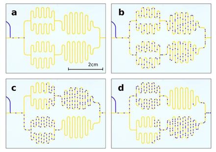 Oscillating droplet trains in microfluidic networks and their suppression in blood flow
