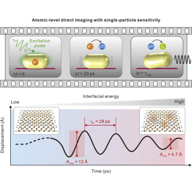 Ultrafast Electron Microscopy Visualizes Acoustic Vibrations of Plasmonic Nanorods at the Interfaces