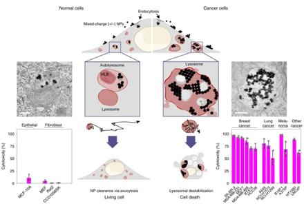 Targeted Crystallization of Mixed-Charge Nanoparticles in Lysosomes Induces Selective Death of Cancer Cells