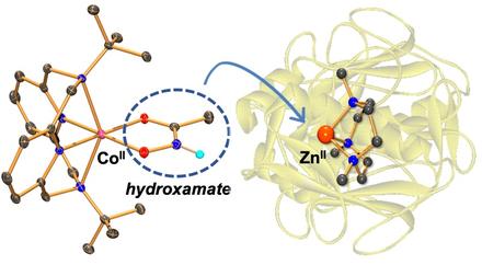 Mechanistic Insight into Hydroxamate Transfer Reaction Mimicking the Inhibition of Zinc-Containing Enzymes