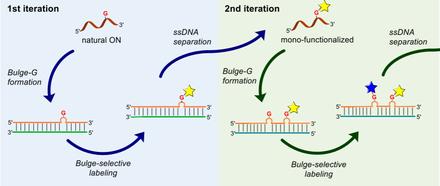 Programmable Site-Selective Labeling of Oligonucleotides Based on Carbene Catalysis