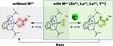 Controlled Regulation of the Nitrile Activation of a Peroxocobalt(III) Complex with Redox-Inactive Lewis Acidic Metals