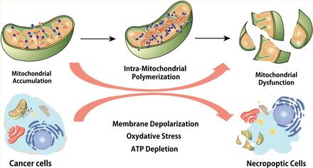 Intramitochondrial Disulfide Polymerization Controls Cancer Cell Fate