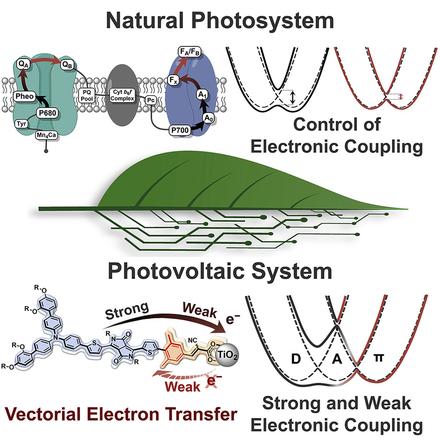 Molecular design strategy for realizing vectorial electron transfer in photoelectrodes