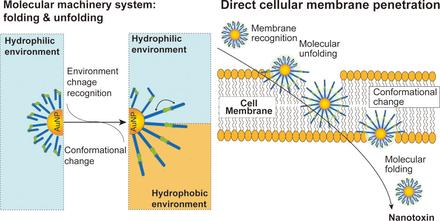 Stimuli-Responsive Adaptive Nanotoxin to Directly Penetrate the Cellular Membrane by Molecular Folding and Unfolding
