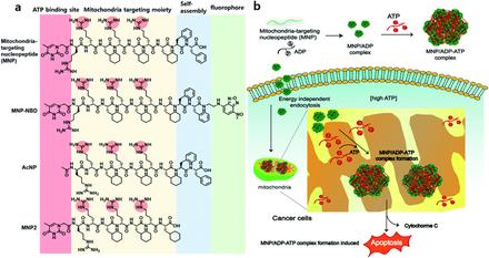 Intramitochondrial co-assembly between ATP and nucleopeptides induces cancer cell apoptosis