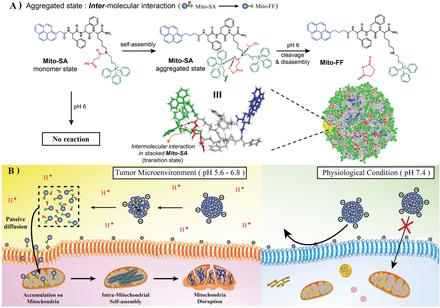 Cancer-Selective Supramolecular Chemotherapy by Disassembly-Assembly Approach