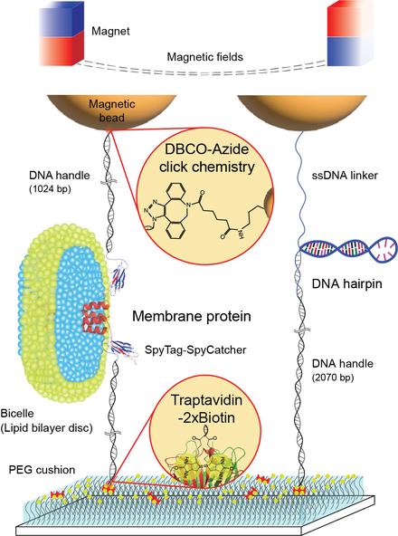 Robust membrane protein tweezers reveal the folding speed limit of helical membrane proteins