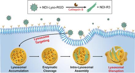 Intra-Lysosomal Peptide Assembly for the High Selectivity Index against Cancer