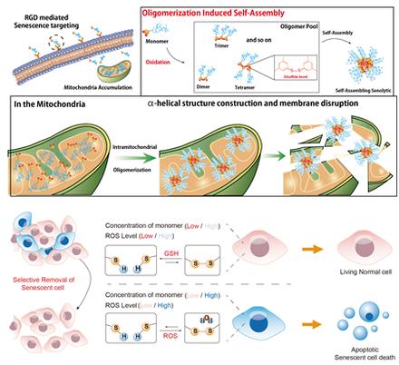 Supramolecular Senolytics via Intracellular Oligomerization of Peptides in Response to Elevated Reactive Oxygen Species Levels in Aging Cells