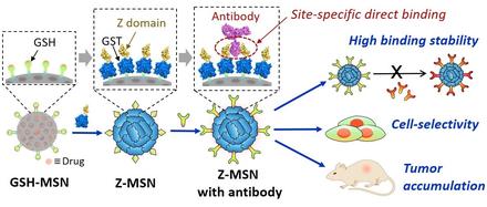 Antibody plug-and-playable nanoparticles as a facile and versatile platform for targeted drug delivery