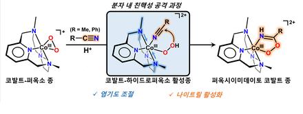 Mechanistic Insights into Nitrile Activation by Cobalt(III)–Hydroperoxo Intermediates: The Influence of Ligand Basicity