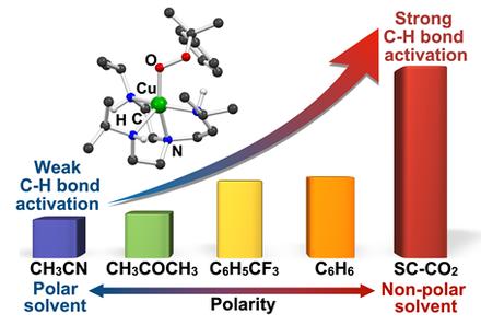 Influence of Solvents on Catalytic C–H Bond Oxidation by a Copper(II)–Alkylperoxo Complex