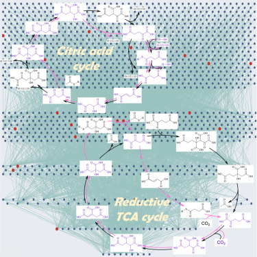 Emergence of metabolic-like cycles in blockchain-orchestrated reaction networks