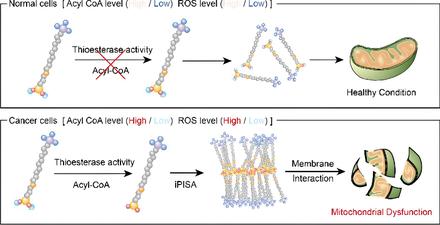 Enzyme-instructed intramitochondrial polymerization for enhanced anticancer treatment without the development of drug-resistance