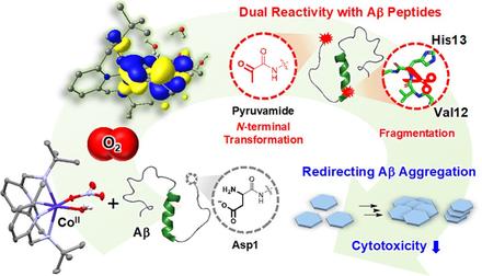 Dual O2-Mediated Reactivity of a Mononuclear Cobalt Complex with Amyloid-β Peptides