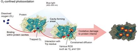 Hidden route of protein damage through oxygen-confined photooxidation