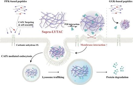 Cancer Specific CAIX-Targeting Supramolecular Lysosome-Targeting Chimeras (Supra-LYTAC) for Targeted Protein Degradation