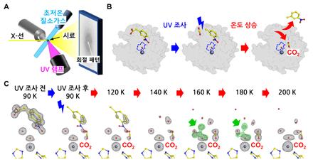 Fast product release requires active-site water dynamics in carbonic anhydrase