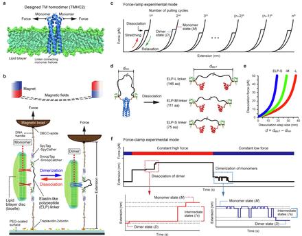 Single-molecule tweezers decode hidden dimerization patterns of membrane proteins within lipid bilayers