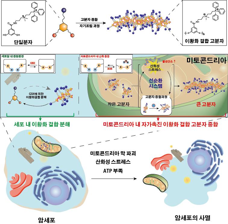 연구그림-인공-단백질-고분자-중합을-통한-암세포-사멸-유도-모식도